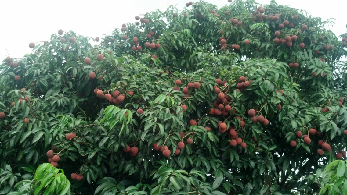 北海市合浦县第八果园游园采摘吃到饱-美食资