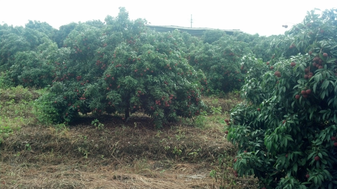 北海市合浦县第八果园游园采摘吃到饱-美食资