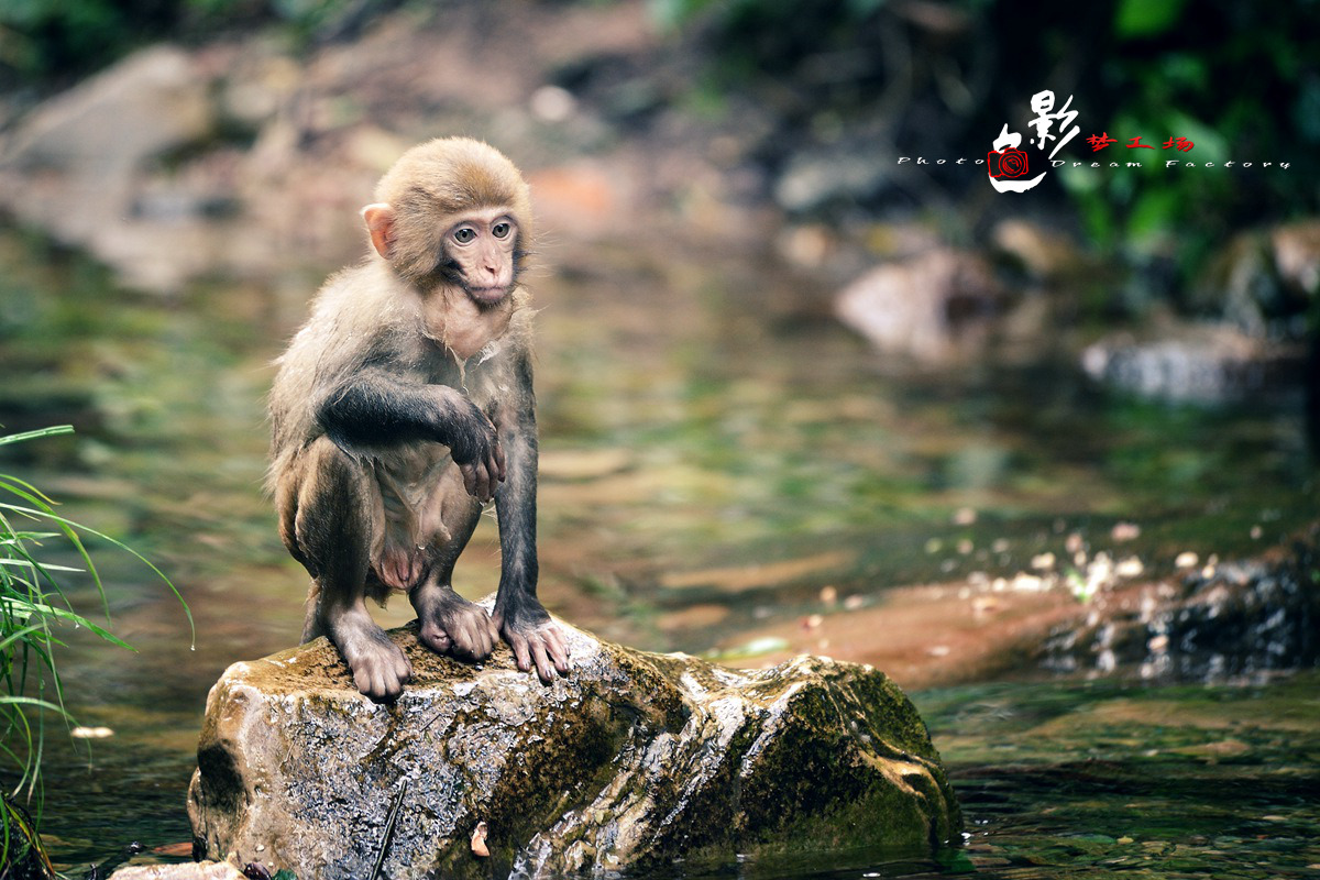 灵猴-生态\/静物-北海365网(beihai365.com)
