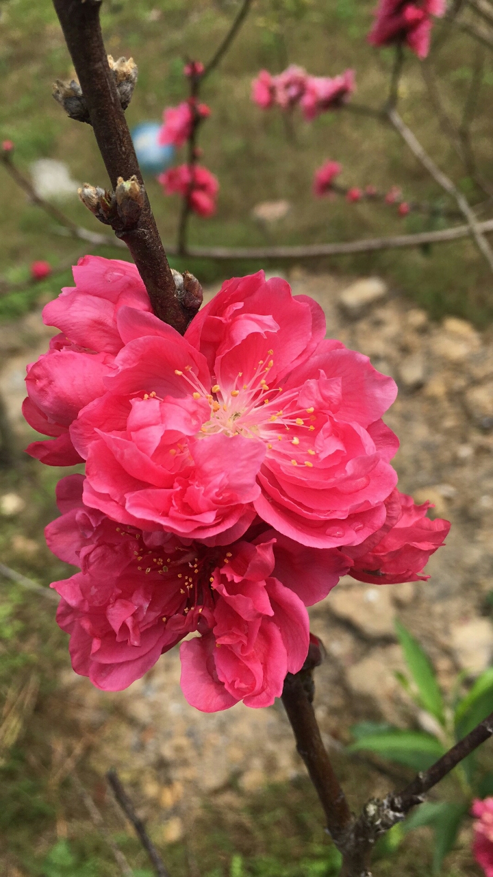 桃花嫣红艳丽动人