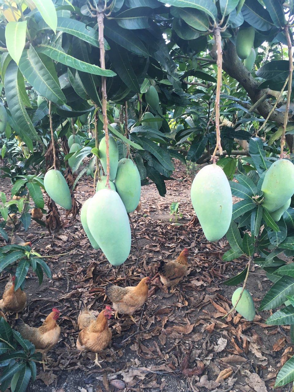 北海本地自家果园大金煌芒果欢迎到地采摘