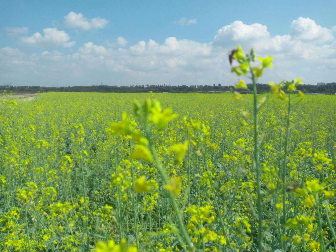 北海春暧花开 亦西村300亩油菜花盛开鲜艳欲滴