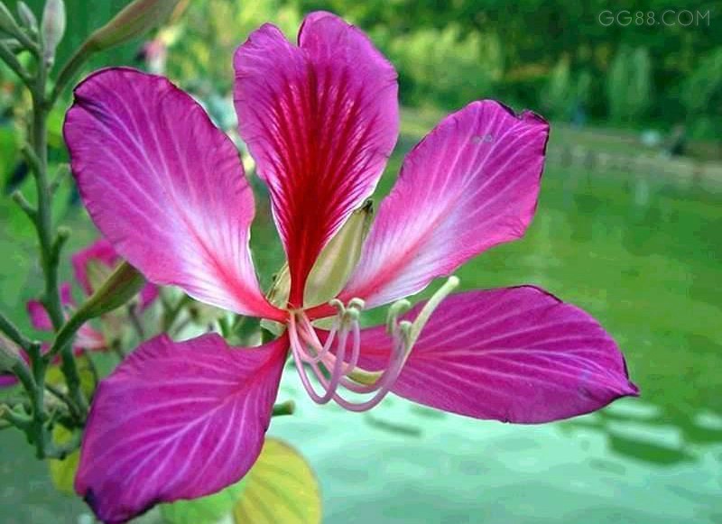 紫荆 - 一朵蒲公英 - <em>个人空间</em>-交朋友、传<em>照片</em>、