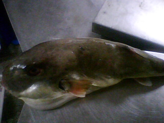 深海巨无霸龟鱼-有图有真相