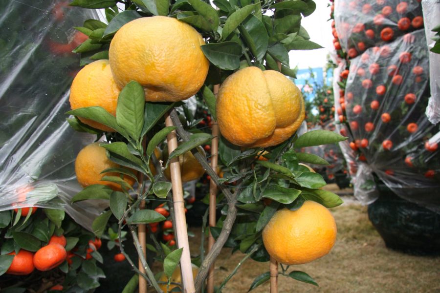 花市惊现大橘子-镜头里的北海-北海365网(beihai365.com)
