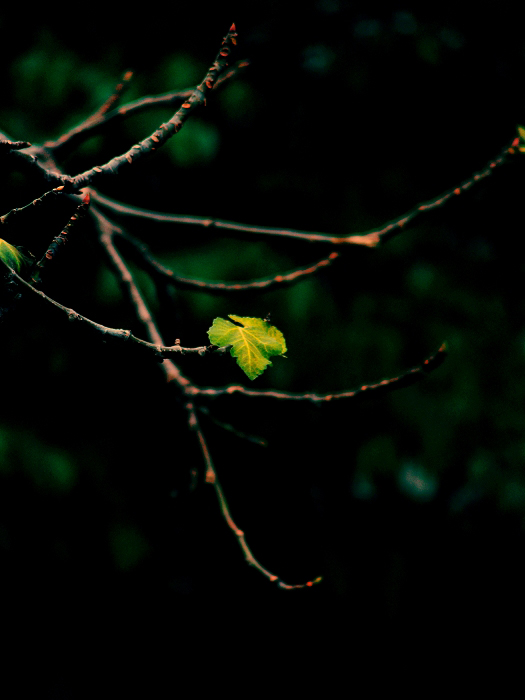 【逆水寒】+【早春二月】春节天气太差,随便拍
