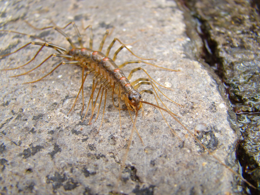 各位大侠知道这是什么东西吗?有毒否?.-镜头里