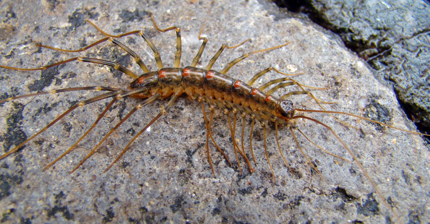 各位大侠知道这是什么东西吗?有毒否?.-镜头里