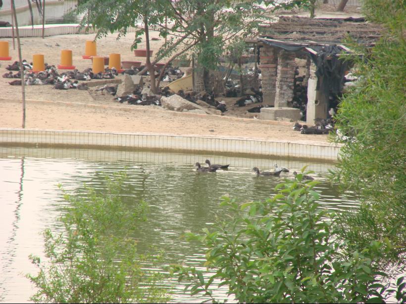 昔日禧水乐园 今日养鸭场-镜头里的北海-北海3