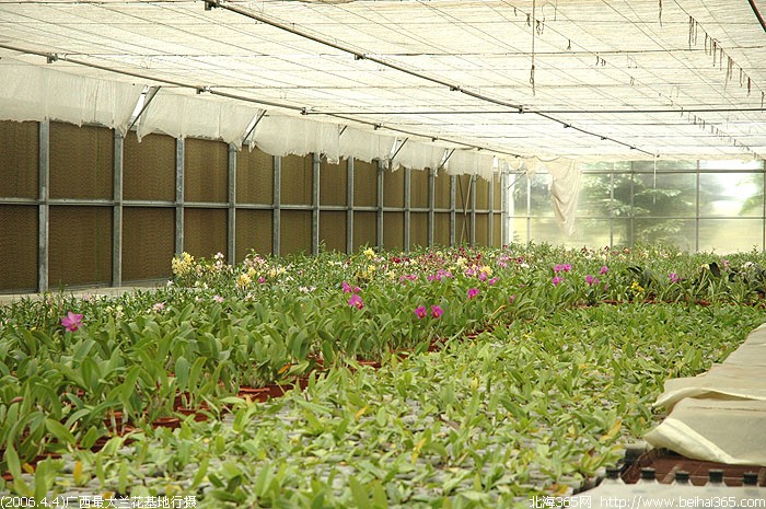 (2006.4.4)一起去看看广西最大的兰花基地(大量