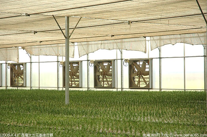 (2006.4.4)一起去看看广西最大的兰花基地(大量