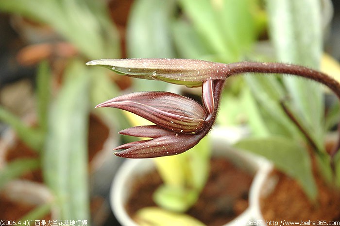 (2006.4.4)一起去看看广西最大的兰花基地(大量