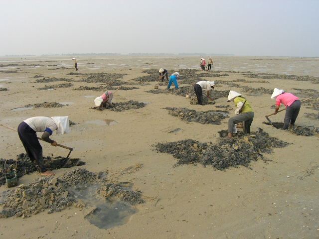 大冠沙的沙虫部落-镜头里的北海-北海365网(beihai365.com)