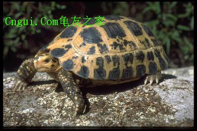 西里贝斯陆龟分布在印尼群岛,雨量丰沛,气候潮湿,只有苏拉维西岛南部