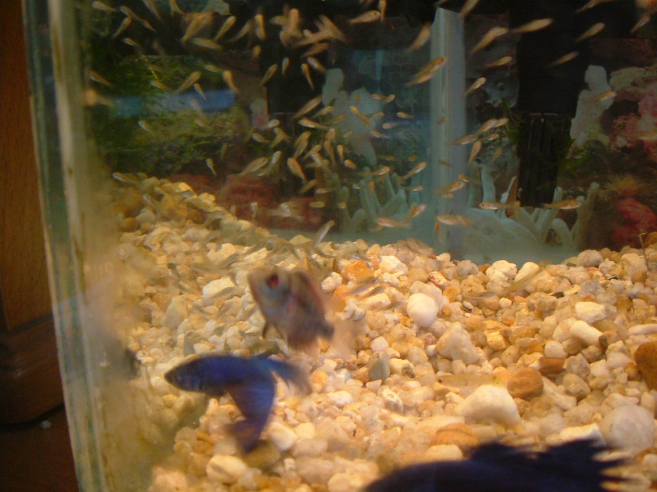 超级大混养之大鱼吃小鱼-休闲水族-北海365网