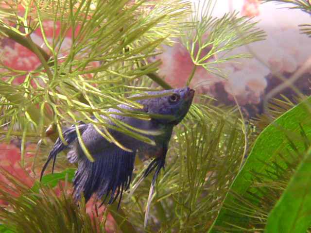 超级大混养之大鱼吃小鱼-休闲水族-北海365网