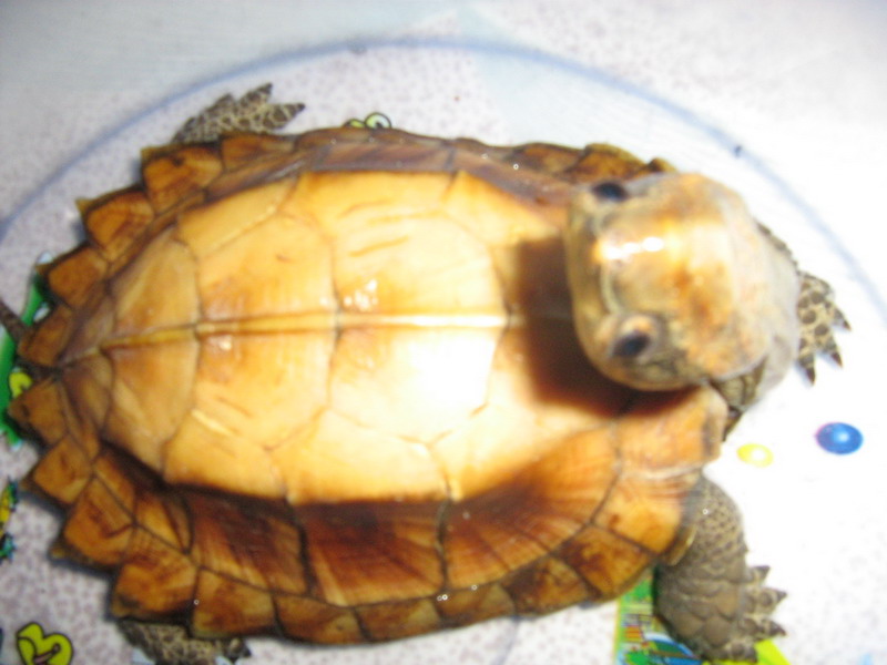 好久没灌水了今天也来耍下哈嘛!-休闲水族-北海