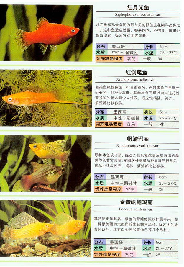 教你看图识鱼--常见热带鱼图鉴