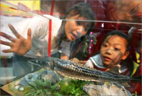 请问中华鲟怎么养啊~!-休闲水族-北海365网(b