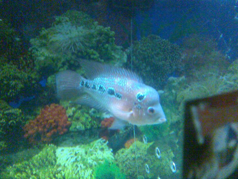 新手养鱼,话多指教。-休闲水族-北海365网(bei