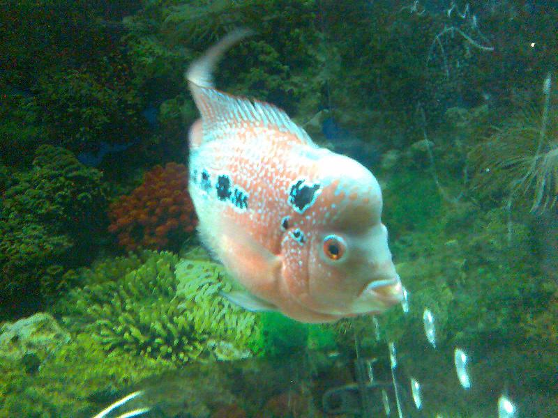 新手养鱼,话多指教。-休闲水族-北海365网(bei