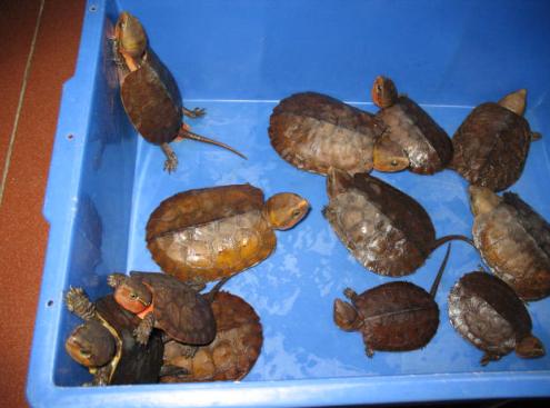 发些鹰嘴龟给大家看看-休闲水族-北海365网(b