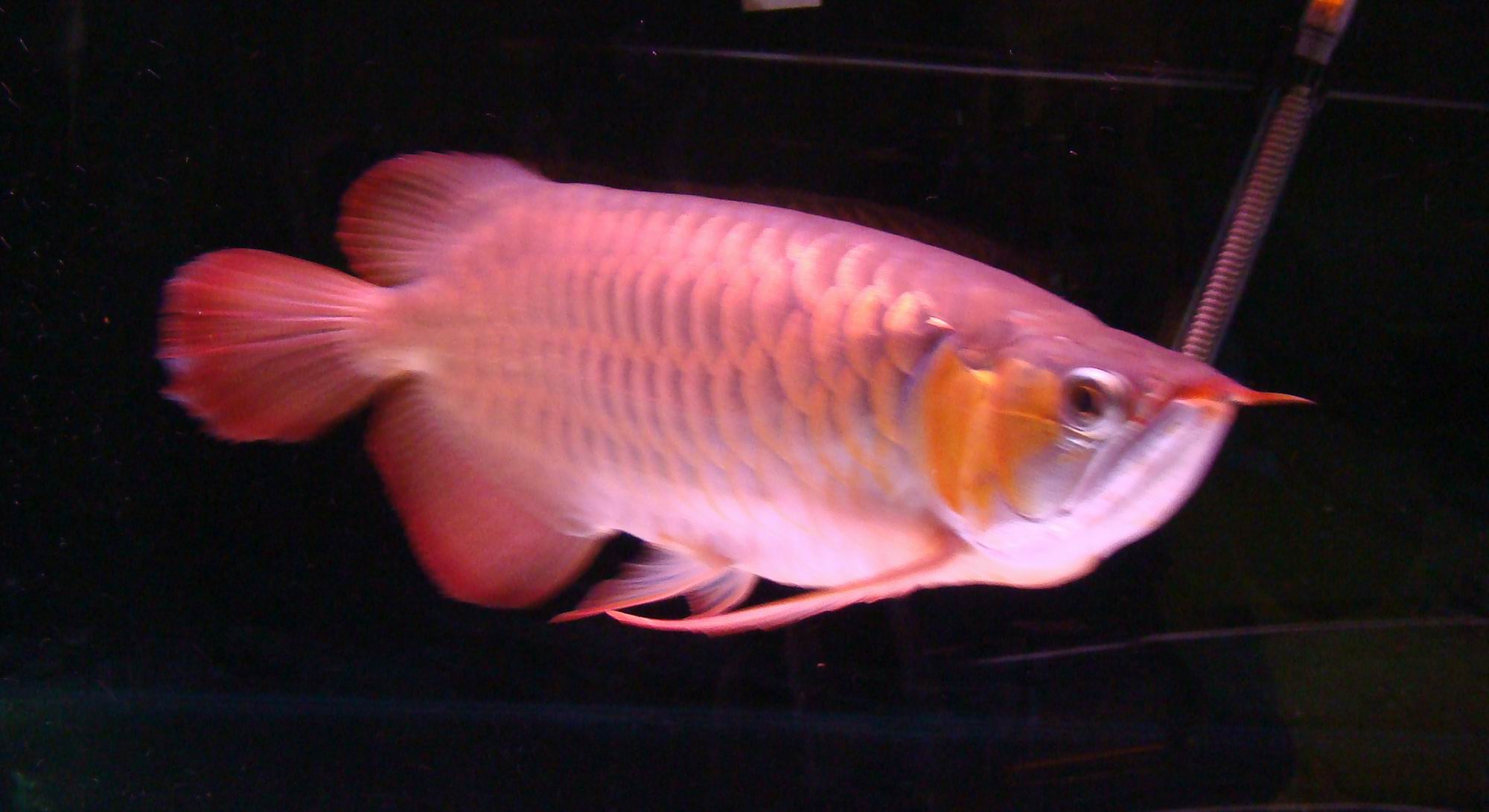 发条龙给大家看看,请教这红龙是什么红龙?-休