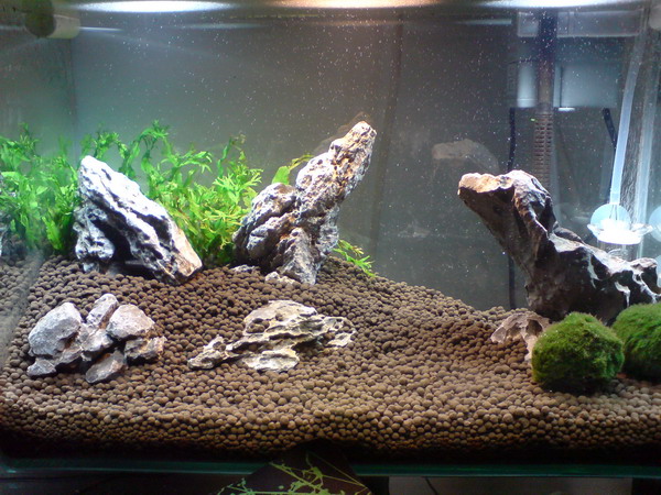 草缸开缸2星期咯!嘿~~