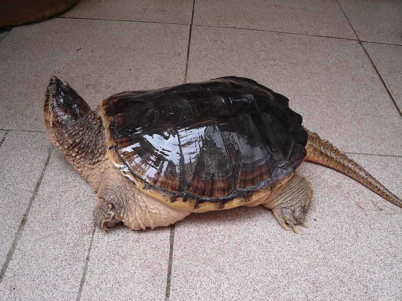 出让石龟种及苗,有意者请联系