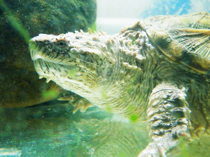 刚回家的大jj爆刺,黄背公佛-休闲水族-北海365网