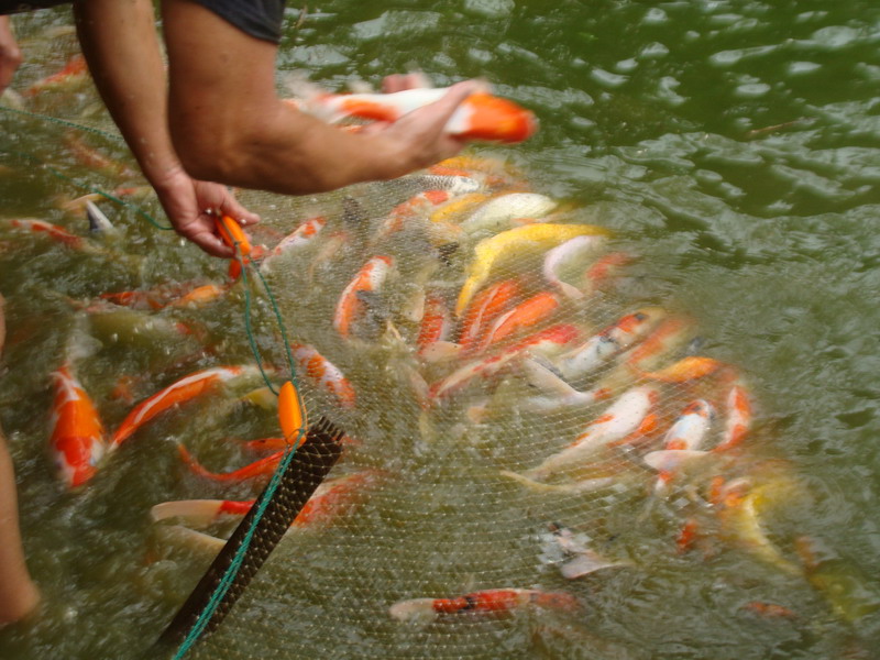 转让:长期出自家产锦鲤,樱花虾,蓝叉国斗,睡莲及