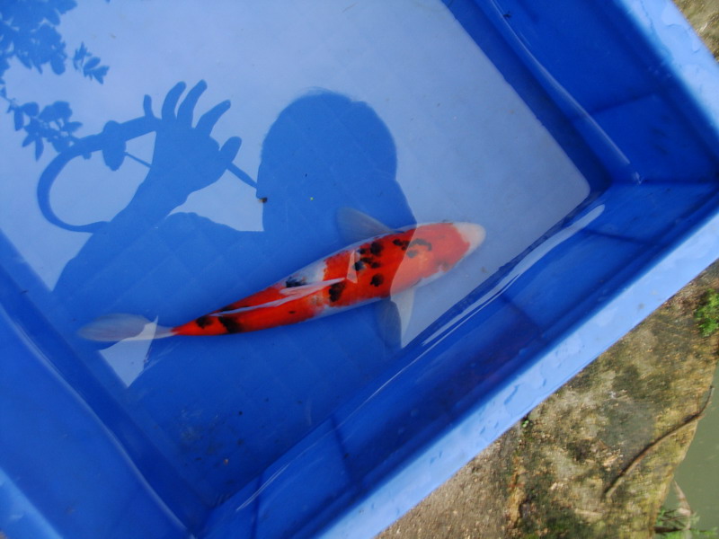 转让:长期出自家产锦鲤,樱花虾,蓝叉国斗,睡莲及