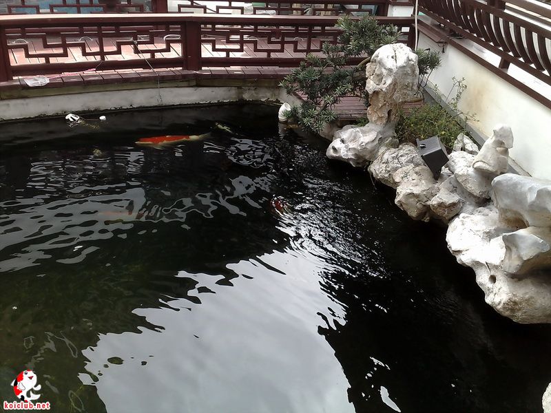 个人更喜欢这样的风格,在院子里面可以做,包过滤占地7*5,总水体50吨,过滤设计在长廊下面。造价全部下来11万{包滤材,设备}。这个池是南京俱乐部的展示池
