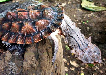 会笑的龟-玛塔-休闲水族-北海365网(beihai365