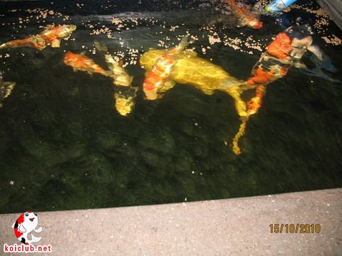 20101016_554a6523bc96252360e4tEkqFjy0ho44.jpg