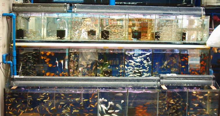 花地湾乱照的PP-休闲水族-北海365网(beihai365.com)