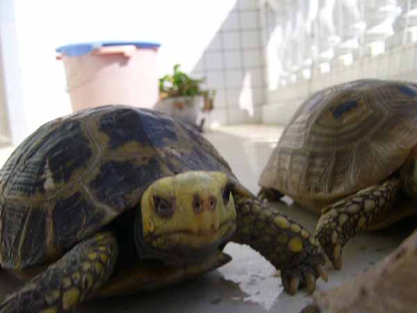 乌龟为什么要用晒背灯 P1040244_gH8tmrPr2hPW.jpg