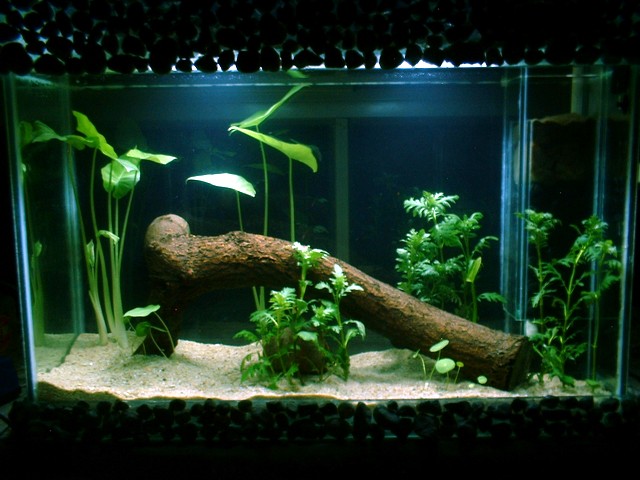 自己做了个缸~ 今晚放了水草。-休闲水族-北海