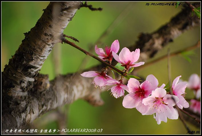 花枝什么颤成语_花枝鼠(3)