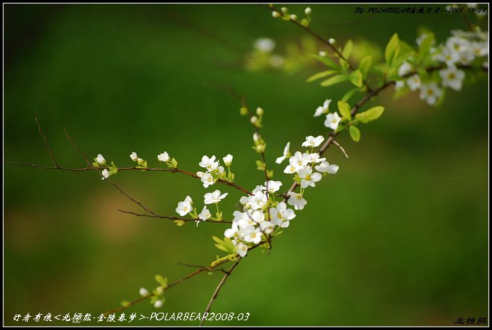 花枝什么颤成语_花枝鼠(3)