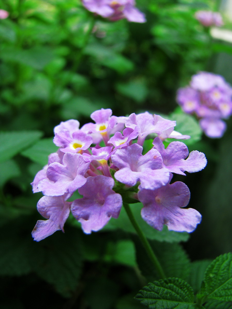 小花小草小动物