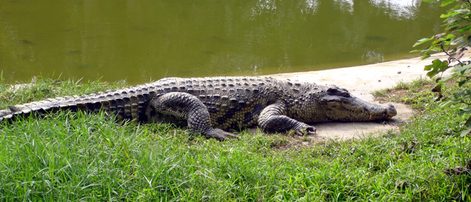 广西北海旅游景点鳄鱼吃人事件查明-今日合
