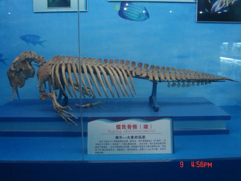 (4.19) 美人鱼 头骨现身老街?鼻孔眼窝清晰可见