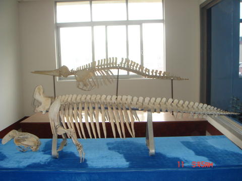 (4.19) 美人鱼 头骨现身老街?鼻孔眼窝清晰可见