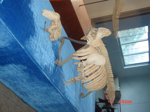 (4.19) 美人鱼 头骨现身老街?鼻孔眼窝清晰可见