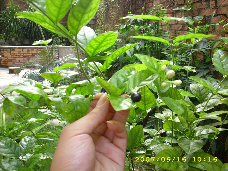 帖子     昨天无意发现花园中的茉莉花居然结了个黑色的果实,本人是第