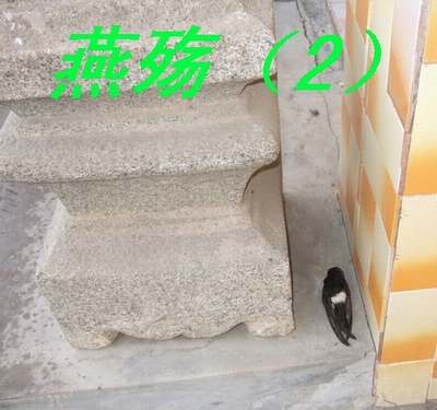 ͼƬ�ղ� 004.jpg