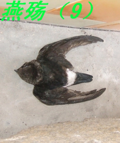 ͼƬ�ղ� 012333.jpg