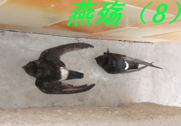 ͼƬ�ղ� 011.jpg