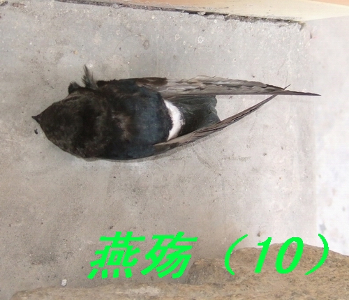 ͼƬ�ղ� 013.jpg